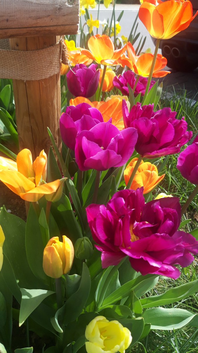 MonicaEPace's tweet photo. #Spring is happening https://t.co/U6xzer3bL4