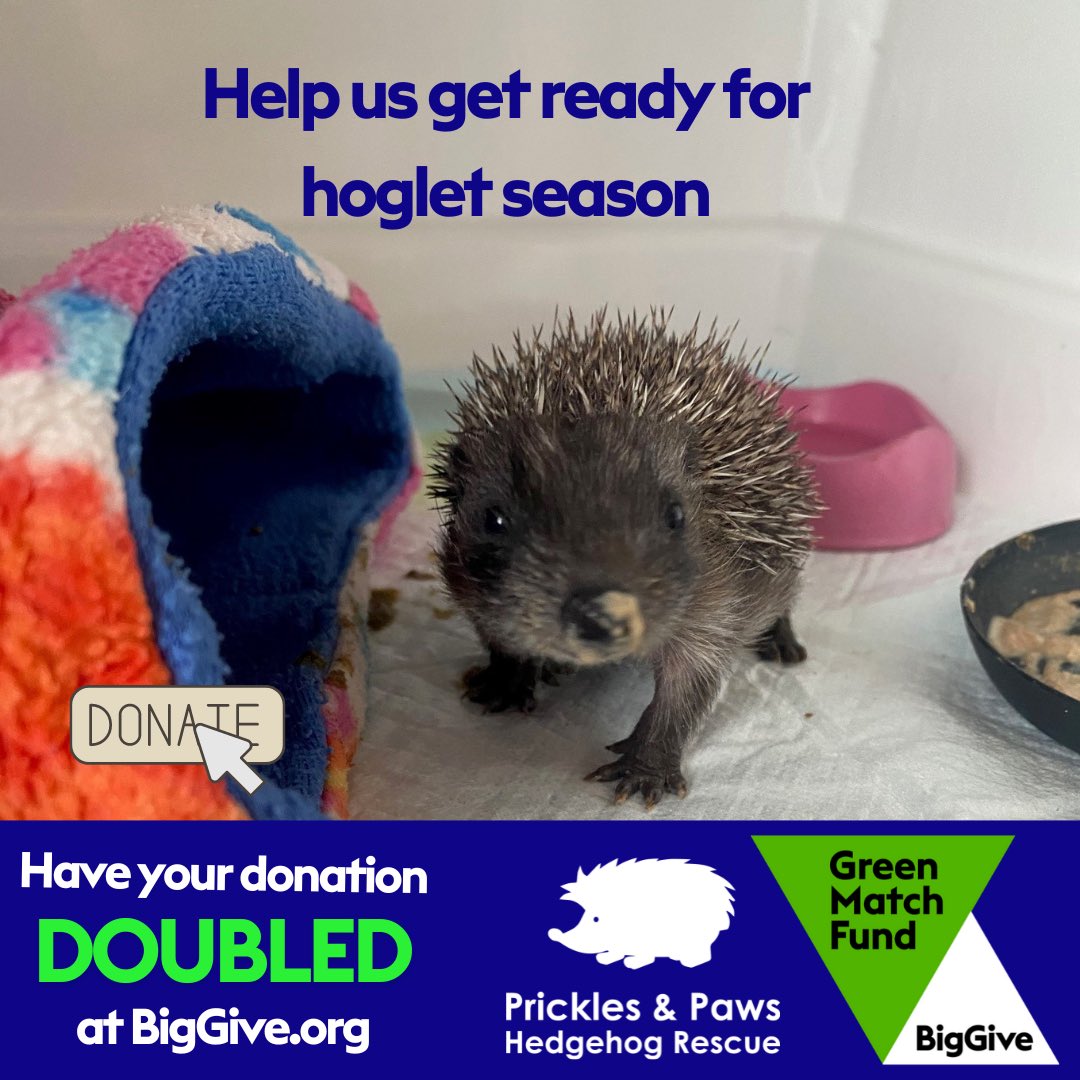 💚 MATCH FUNDING for our hoglets 💚🦔🐾 Just 3 days remaining! Every donation is doubled and will go a long way to helping us through the busy season ahead. Last year we admitted just short of 300 hoglets and over 50 of these were under 2 weeks old. donate.biggive.org/campaign/a0569…