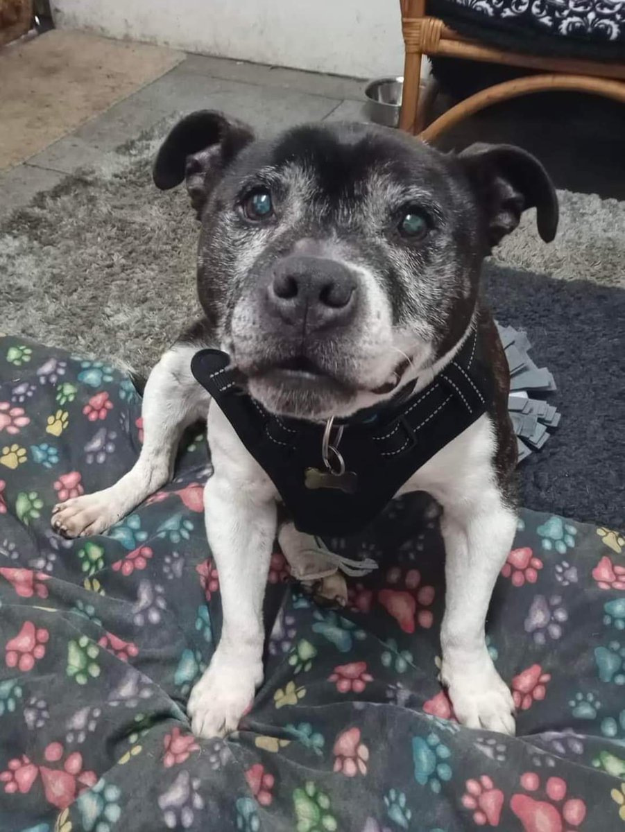 Good morning Staffy Lovers! Zeus here to wish you all a very happy Sunday 😊 Hope you all have a great day! Please help him find his pawfect furever home today 🙏 More about Zeus at seniorstaffyclub.co.uk/adopt-a-staffy… ❤️ #teamzay #AdoptDontShop #rescuedog ❤️