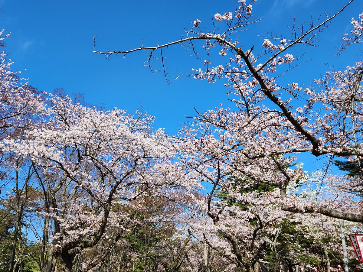 2024年4月20日青森市合浦公園の桜🌸
#合浦公園