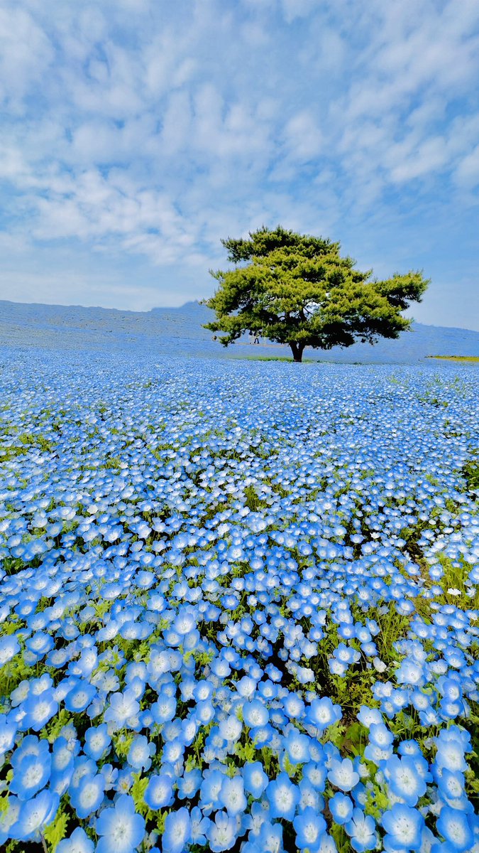 Another bucketlist: checked!
Hitachi Seaside Park during spring is truly amazing 😭