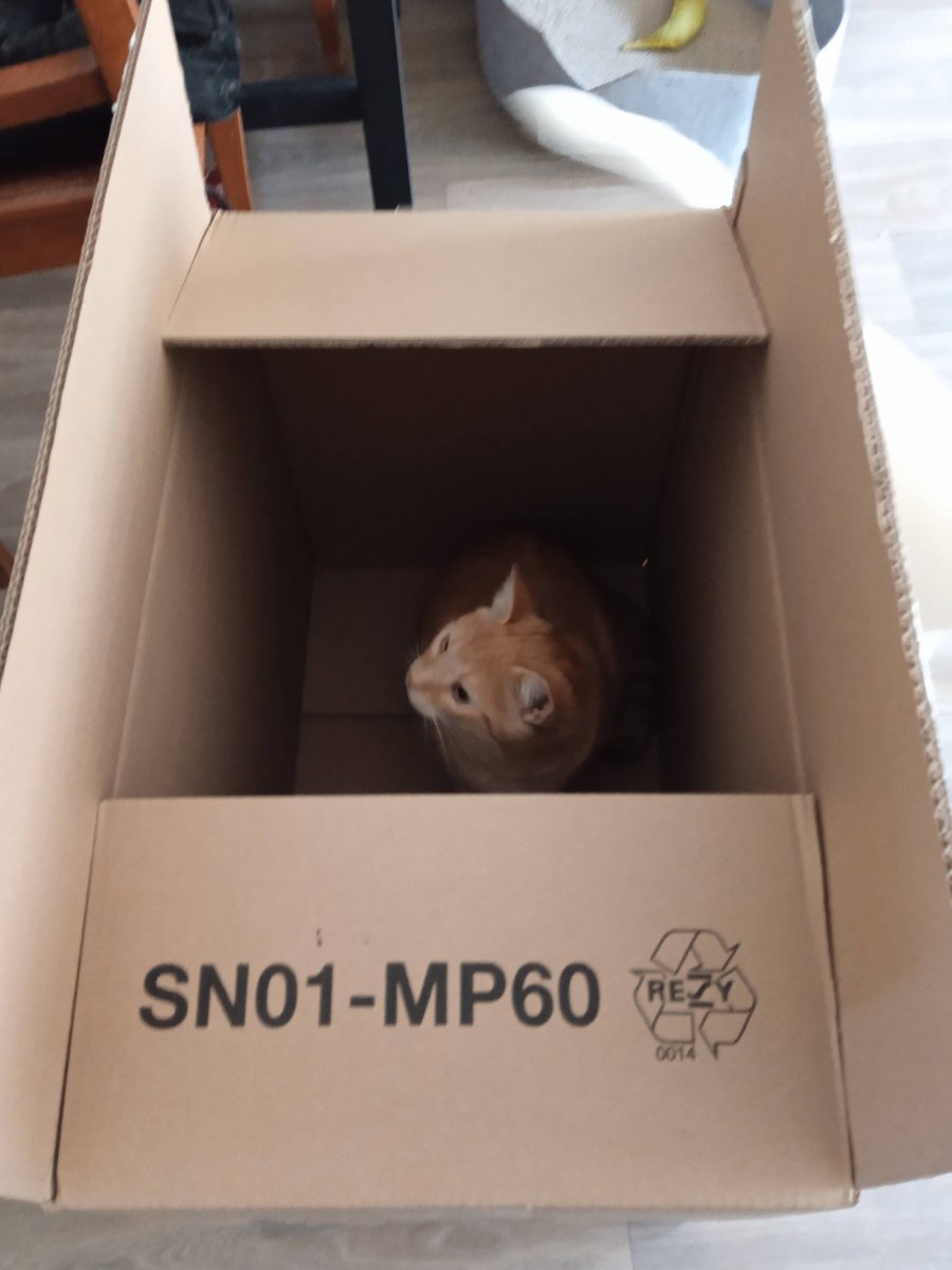 Look in what pawsome box our new bed came in. Happy #CatboxSunday from Nikolai. 🧡 #CatsofTwitter