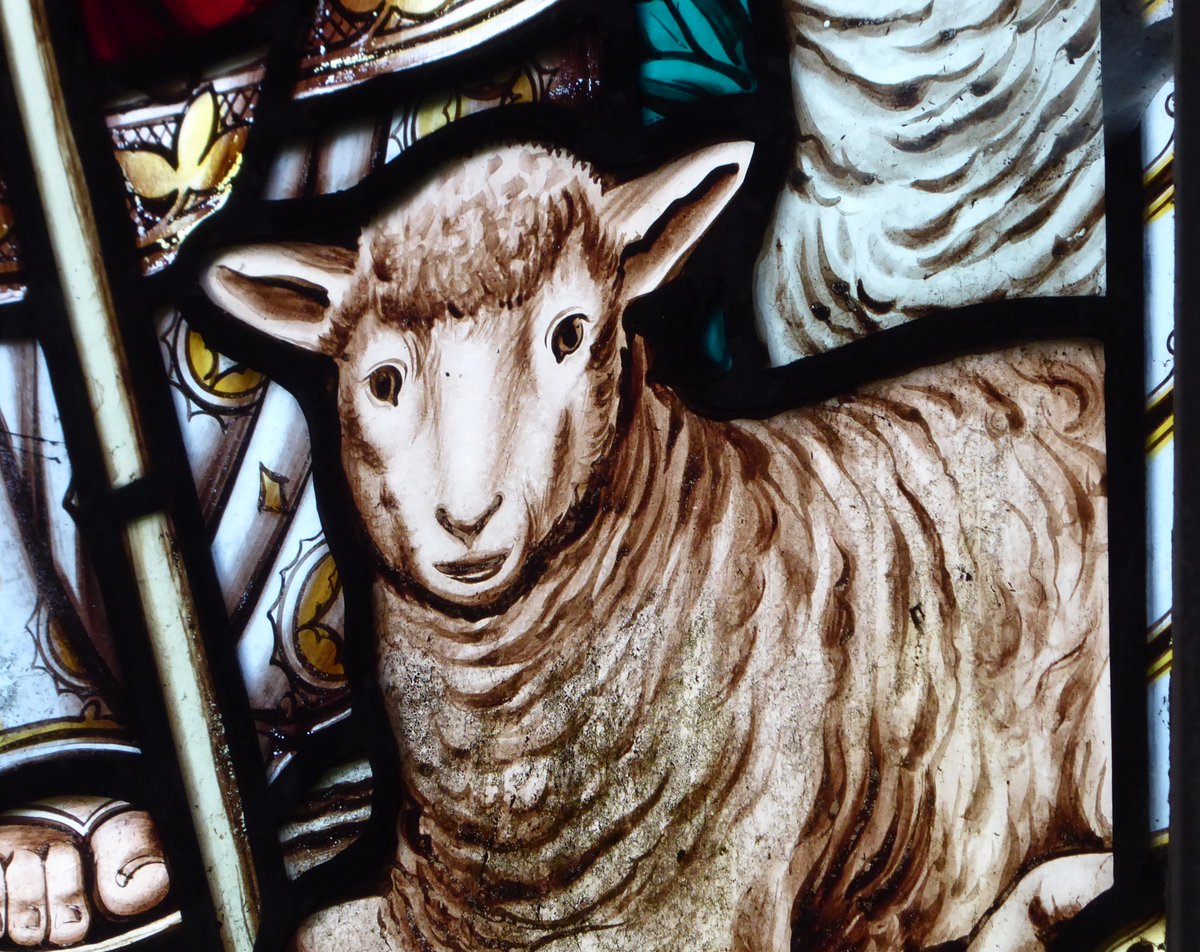 #StainedGlassSunday  My largest 'haul' of sheep in the windows of St Peter's, Great Haseley, came in an out of the way corner occupied primarily by cleaning things and flower arranging detritus.

I felt this lamb was giving me a 'look' of surprise & consternation (reasonably!).