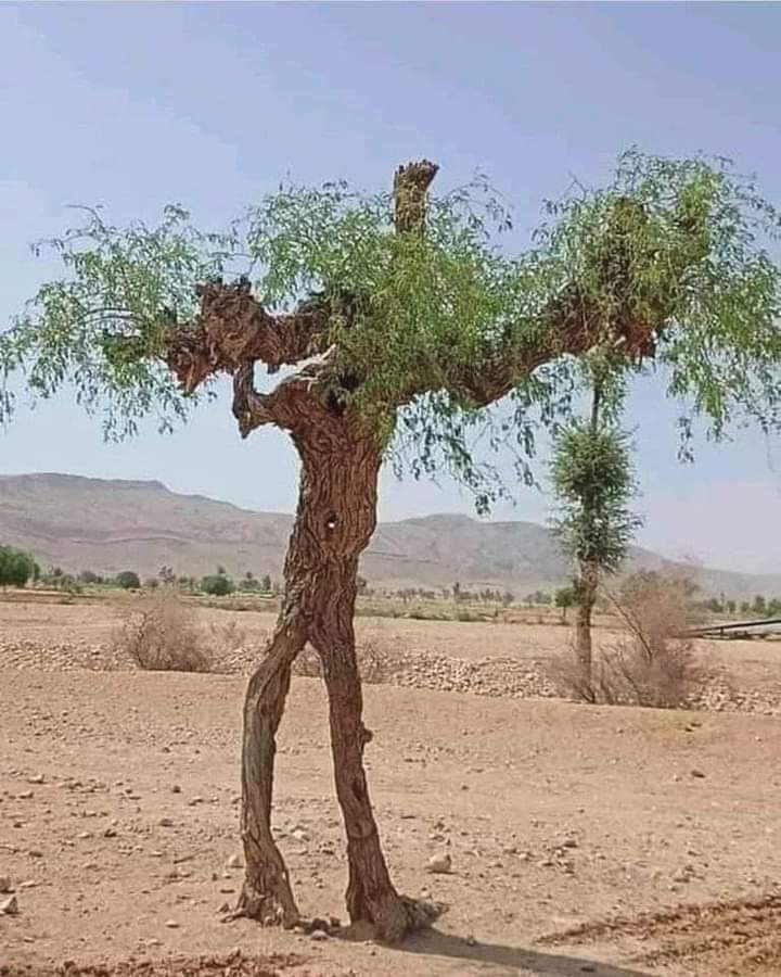 When you chase perfection 😊 You reach excellence 💚 #TreeOfAKind #tree #loneranger #SundaySpecial