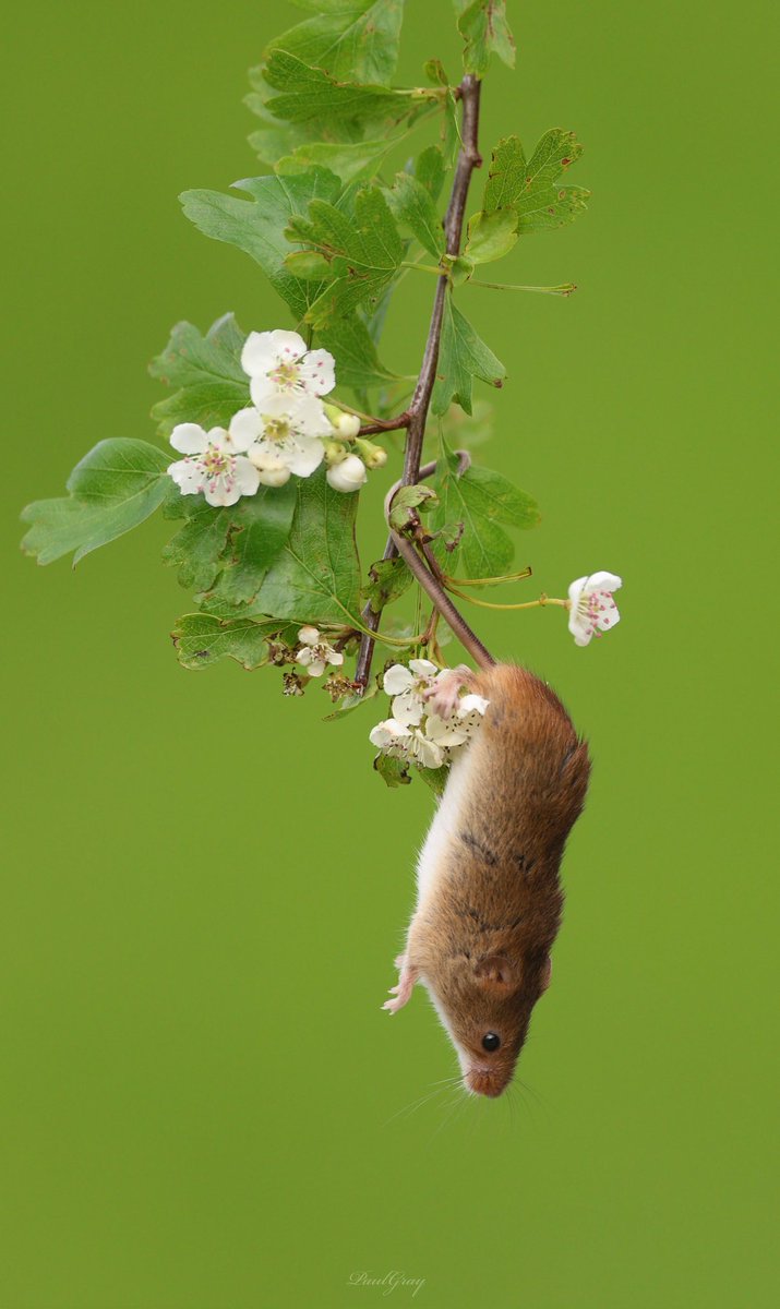 #harvestmice #preston #lancashire