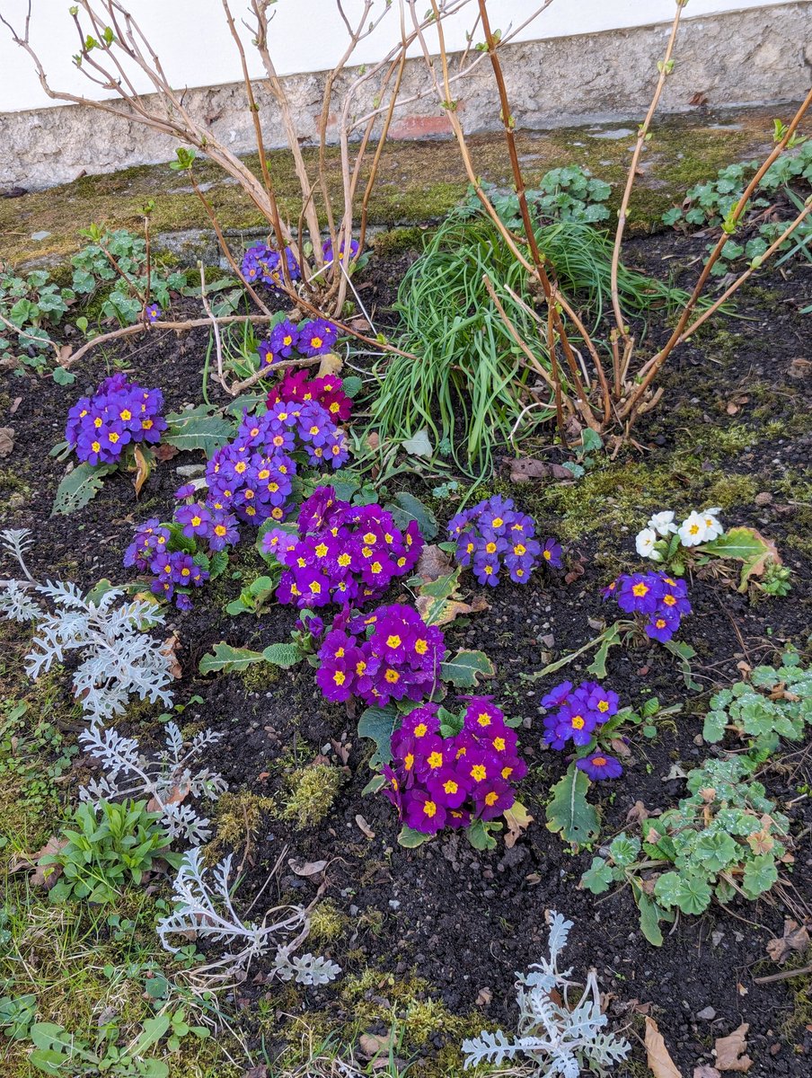 Konpai_099's tweet photo. No flower ever blooms to earn fame, unlike humans.
#Spring_2024 https://t.co/lbbfrI4cF4