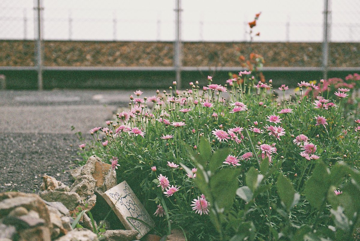 期限切れフィルムと須磨海岸とカフェ
#filmphotography