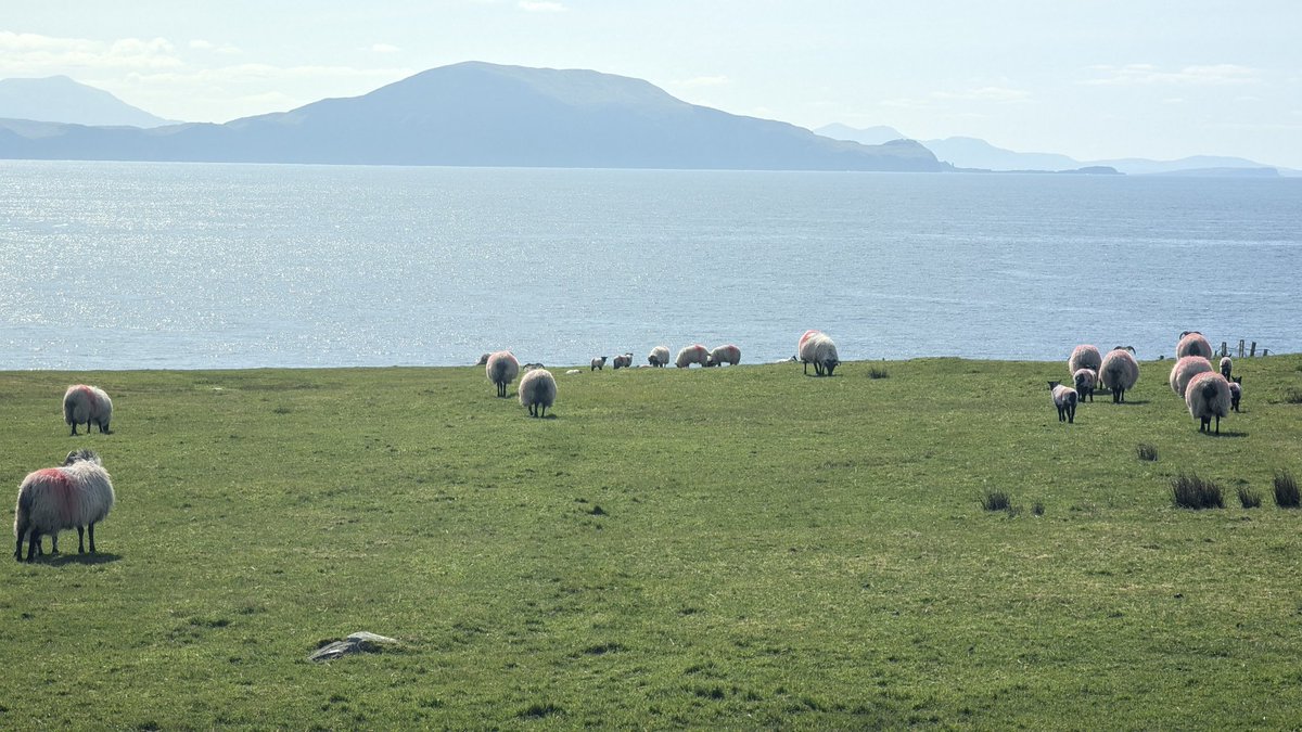 Peaceful pastoral scene Dooagh, Achill with Clare island in the background . #sheep #clareisland #spring #hikingtrekking #SummerVibes @Achilloralhist @Clare_island @wildatlanticway @hikingview