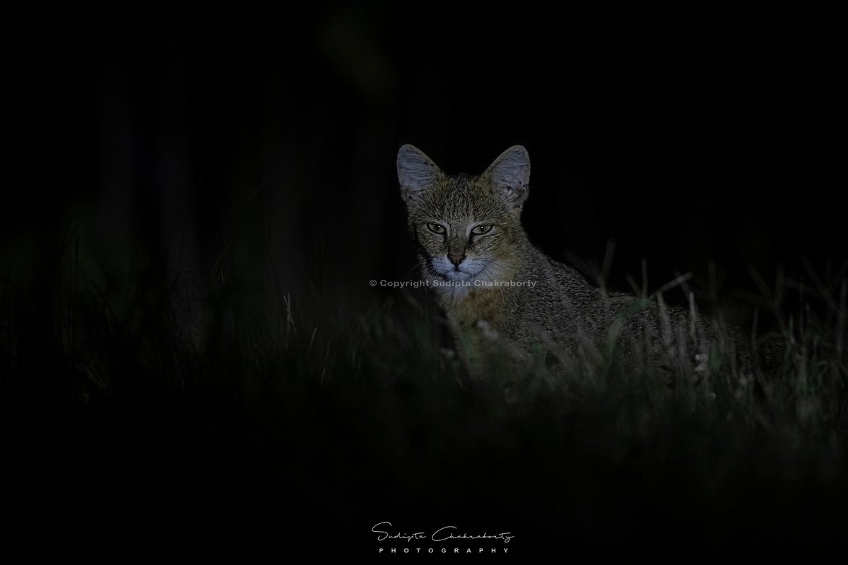 | Jungle Cat | 

Maharastra, India
#NGTIndia #CanonPhotography #animalplanetindia #NaturePhotography  #IndiAves #BBCWildlifePOTD
@ThePhotoHour
#Clickwithcanon
@Avibase
#ClickwithCanon #TwitterNatureCommunity
@Team4Nature
#NaturePhotography #EarthCapture
@NatGeoIndia