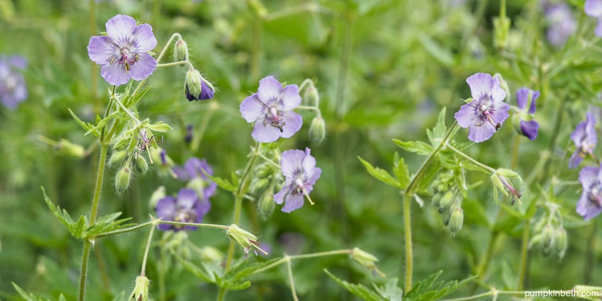 Looking for a plant that will flower from now until October? This plant returns each #spring & has #flowers that attract #bees & pollinating insects. Find out more about this fantastic #perennial, in this post - here's a link: pumpkinbeth.com/2024/04/recomm… #Garden #Nature #Gardening