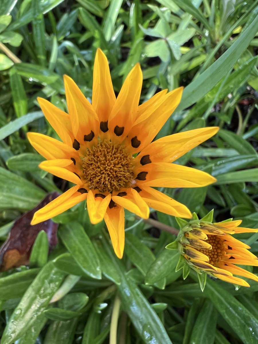 A gazania waiting for the sun ☀️ #SundayYellow. Sending some warm yellow to friends up north 💛🌼💛