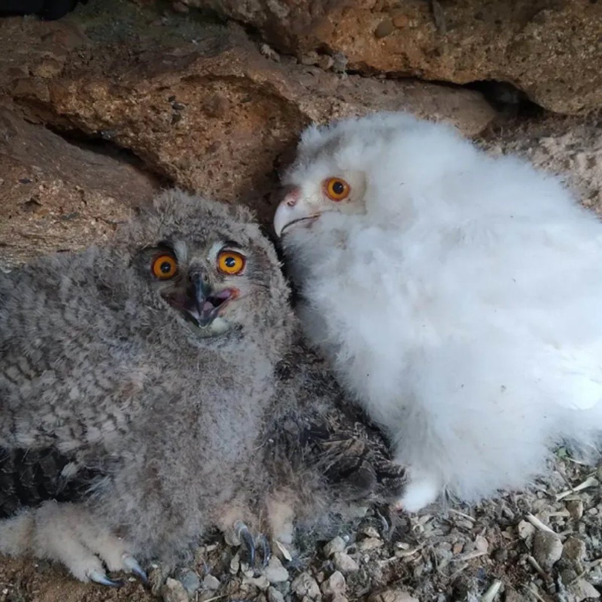 Tarihte ilk kez: kısmi Albino bir kartal baykuşu keşfedildi.