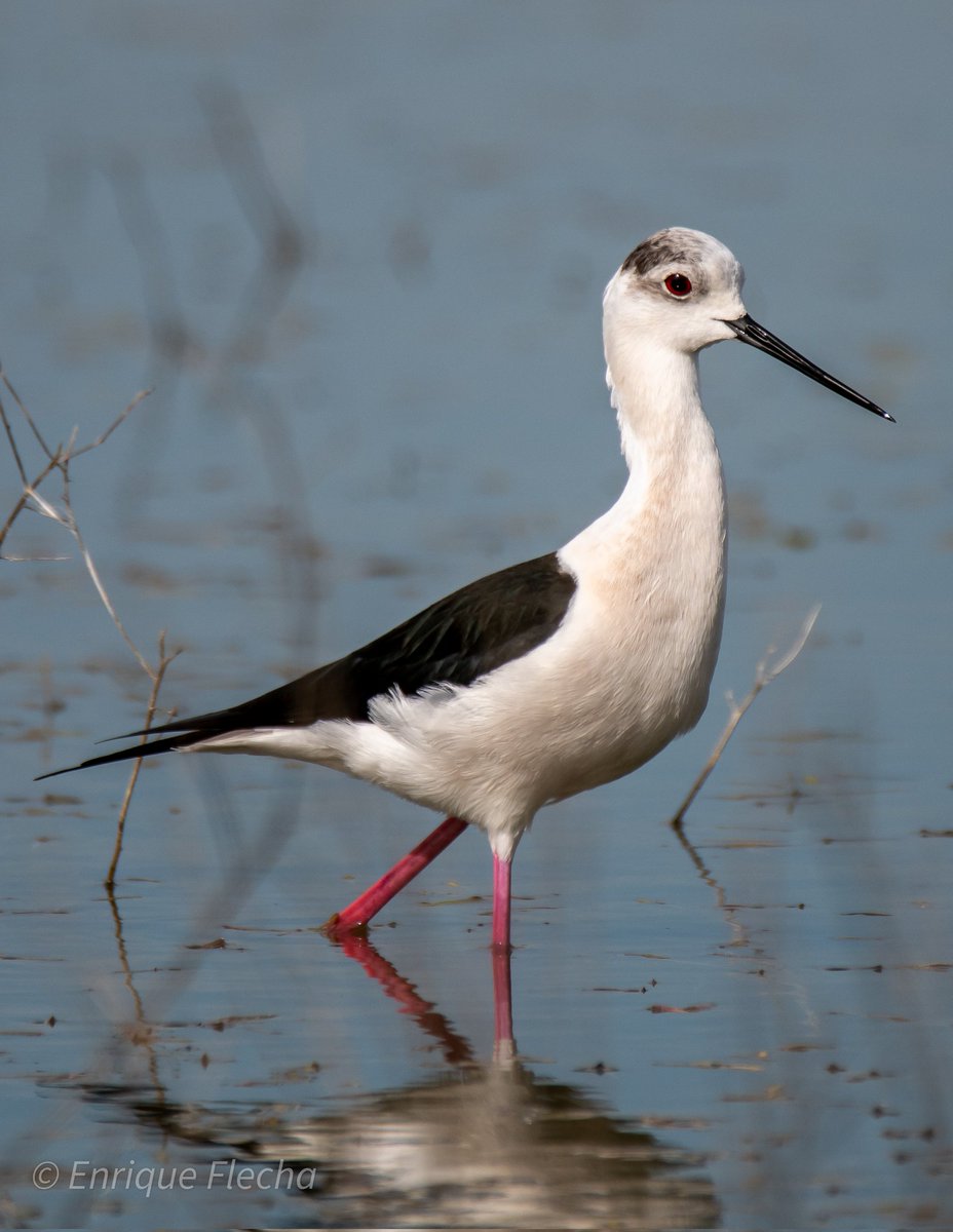 Cigüeñuela común (Himantopus himantopus), preciosa y estilizada, Parque forestal de Polvoranca, Leganés, Madrid, España, Abril 2024, un saludo.
Orden: Charadriiformes 
Familia: Recurvirostridae
#BirdsSeenIn2024 #nikon #tamron #wildlifespain #pajareando #aves #birds #ornitologia