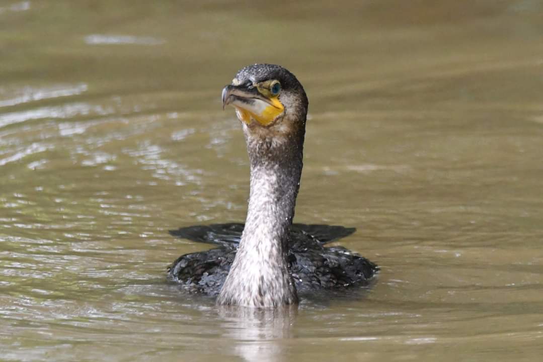 Cormorant Bude Cornwall 〓〓 #wildlife #nature #lovebude #bude #Cornwall #Kernow #wildlifephotography #birdwatching #BirdsOfTwitter #TwitterNatureCommunity #Cormorant