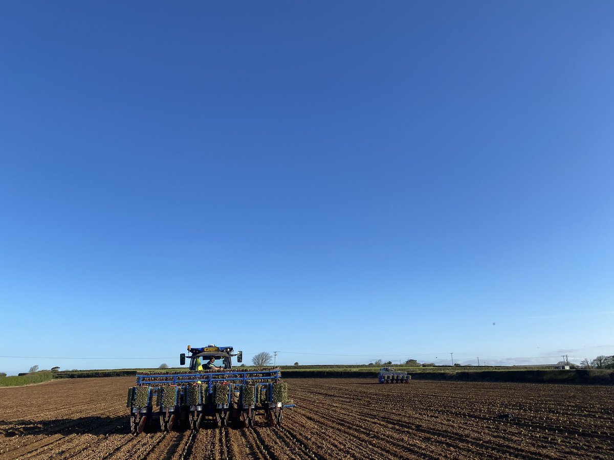 teamcollins5's tweet photo. Summer Cauliflower planting well on a beautiful Sunday morning. Made some great progress over the last few days as we attempt to get back on programme after such a late start.🥬🚜💨 https://t.co/BZR6SNRn8p