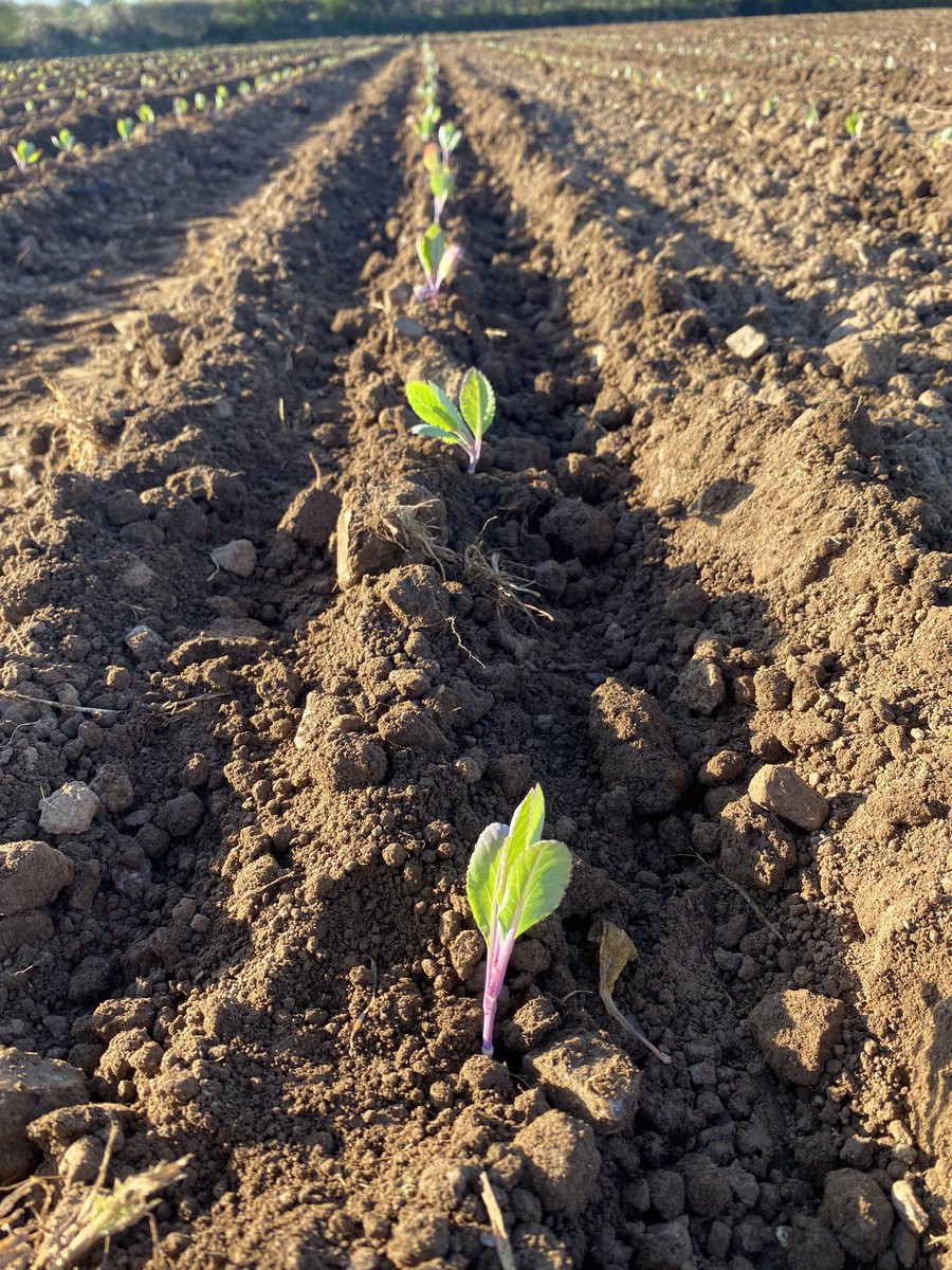 teamcollins5's tweet photo. Summer Cauliflower planting well on a beautiful Sunday morning. Made some great progress over the last few days as we attempt to get back on programme after such a late start.🥬🚜💨 https://t.co/BZR6SNRn8p