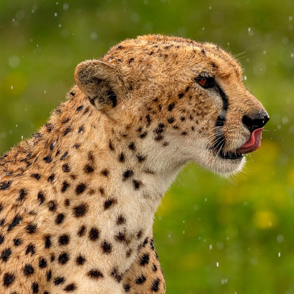 Una supermamá guepardo (cheetah) caza bajo la lluvia para alimentar a sus tres cachorros subadultos. Esta imagen fue tomada en el Área de Conservación de Ndutu, en el Serengeti, Tanzania, en abril de 2023.