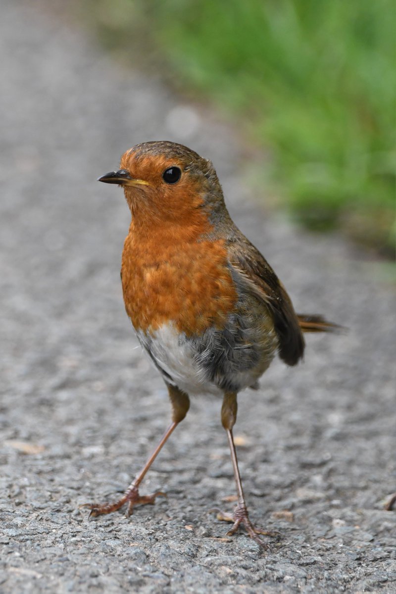 Robin 
Bude Cornwall 〓〓 
#wildlife #nature #lovebude 
#bude #Cornwall #Kernow #wildlifephotography #birdwatching
#BirdsOfTwitter
#TwitterNatureCommunity
#Robin