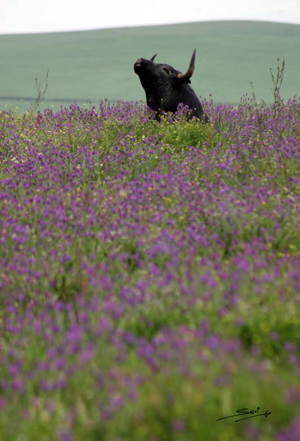 "Algo queda en los toros de #Miura que los diferencia de los demás: queda la leyenda".