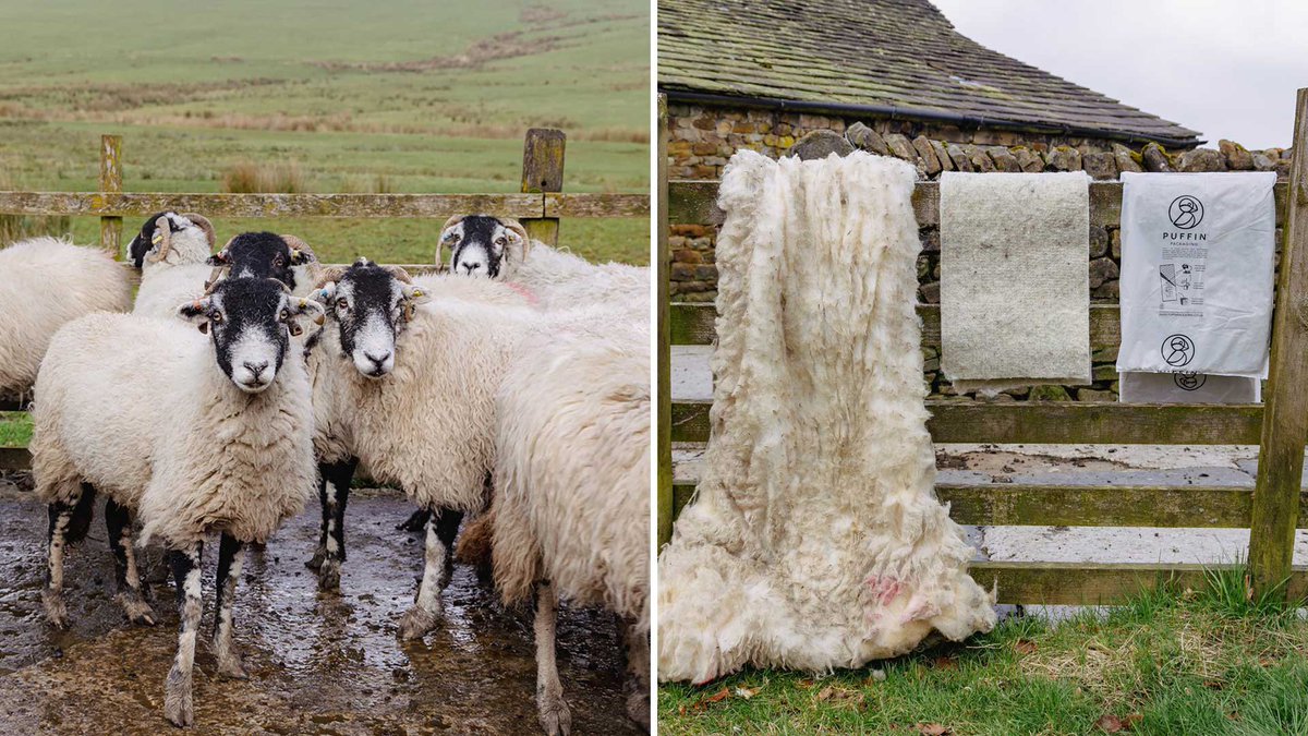 ♻️ The UK’s first certified sustainable wool alternative to polystyrene! Our partnership with @PuffinPackaging and @BritishWool has resulted in the launch of a new sustainable packaging liner– the only of its kind certified by British Wool: hud.ac/rzv #Sustainability