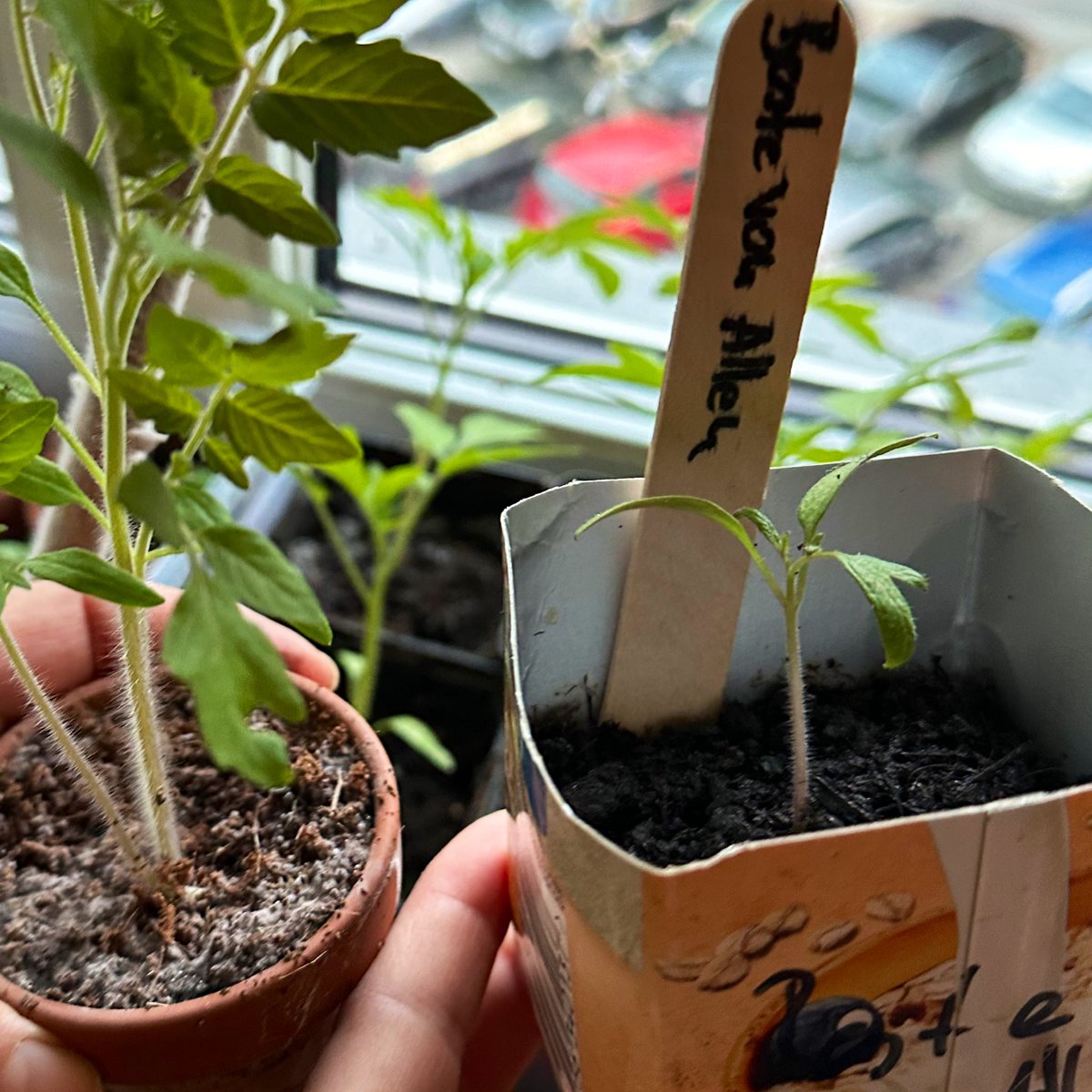 Garten_Berlin's tweet photo. Tauschen, Plauschen und Vielfalt schaffen 🍅🌱💚 🧑🌾
#pflanzentausch #altesorten
#kleingarten https://t.co/lLsRGDvZLb