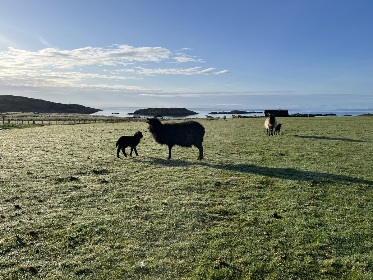 Good morning 🌅 🐑 #lambing #hebrideansheep