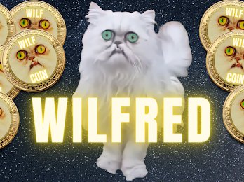 The Ugliest cat!
Fill your Bags.. Buy 👉 $WILF 👈

Follow @wilfcoinSOL  and <a href="/Rubenz_eth/">Rubenz.eth</a>
Like and RT
Comment SOL ADDRESSS
Tag 3 Friends

#SolanaMemeCoins