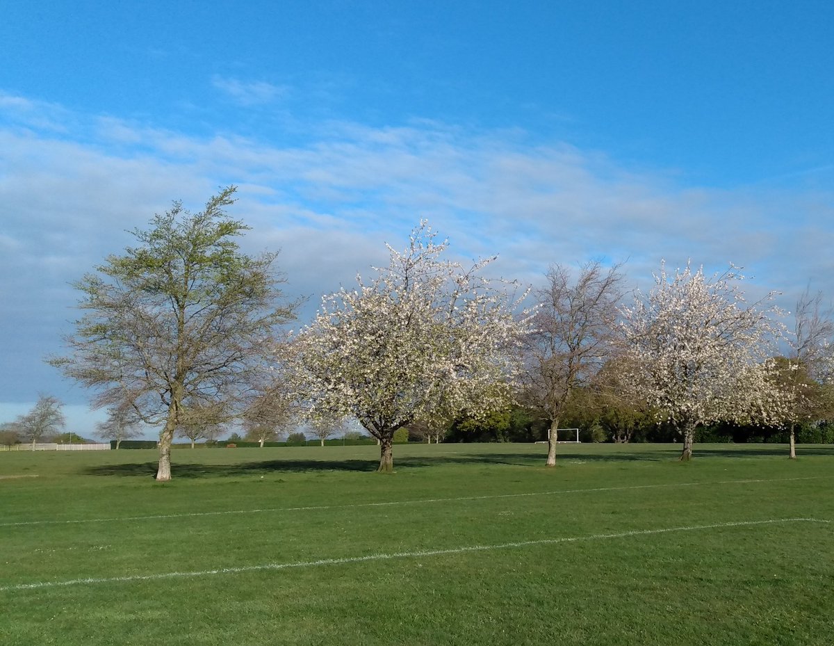 Sunday morning blossom at Corfe Mullen playing fields #Spring #Dorset