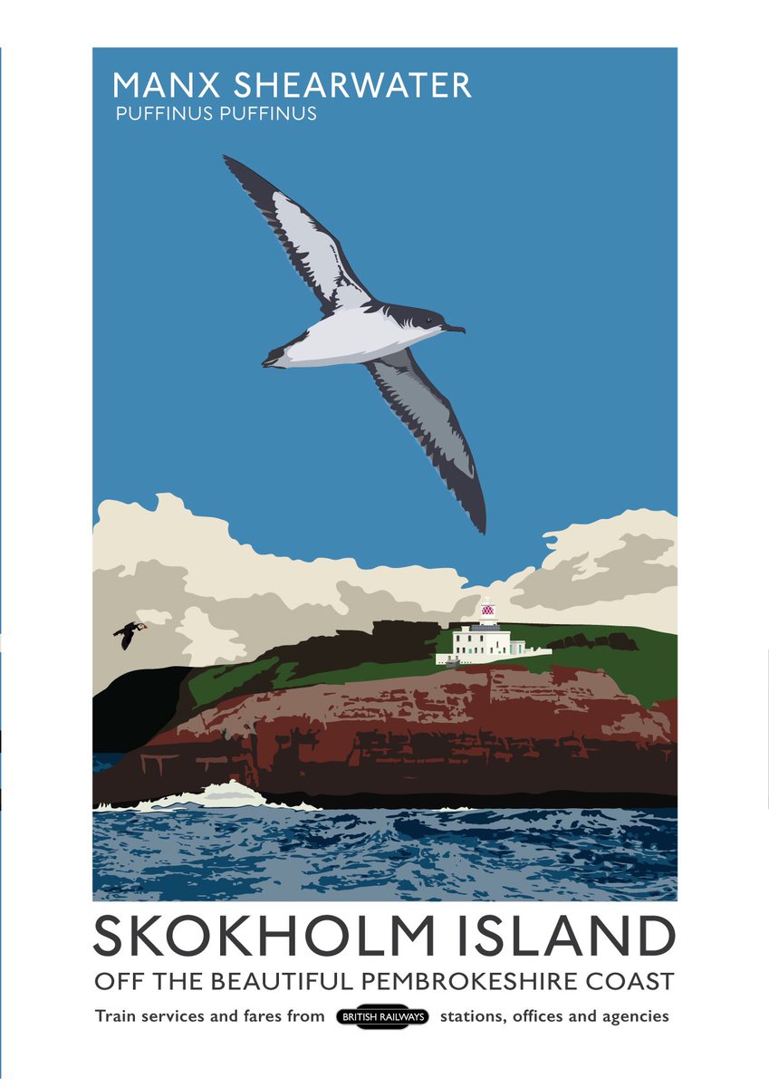 @SteelySeabirder Morning. For #SuperSeabirdSunday it’s another island, another lighthouse and another super sea bird. Today it’s the fabulous @SkokholmIsland in Wales and the equally wonderful Shearwater. Thanks Manx. xx