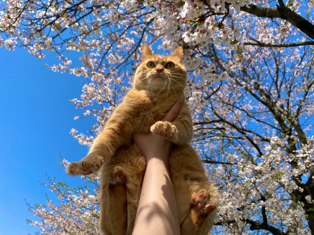 桜見納め。。🐱🌸 ミミちゃんとお散歩☀️ #猫 #猫と桜 #茶トラ猫 #記念写真 #葉桜 #猫がいる幸せ #茶トラ女の子