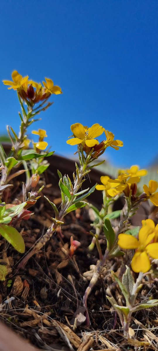 @JonBruce13 @GayprattPratt1 💛🌼 #SundayYellow #Erysimum