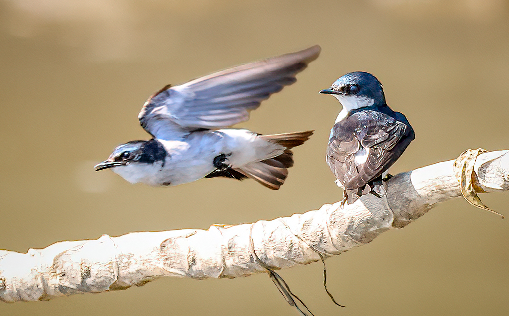 Mangrove Swallows #CostaRica #birds #birding #birdphotography #TwitterNatureCommunity #NaturePhotography #naturelovers #photographers #BirdTwitter #birdwatching