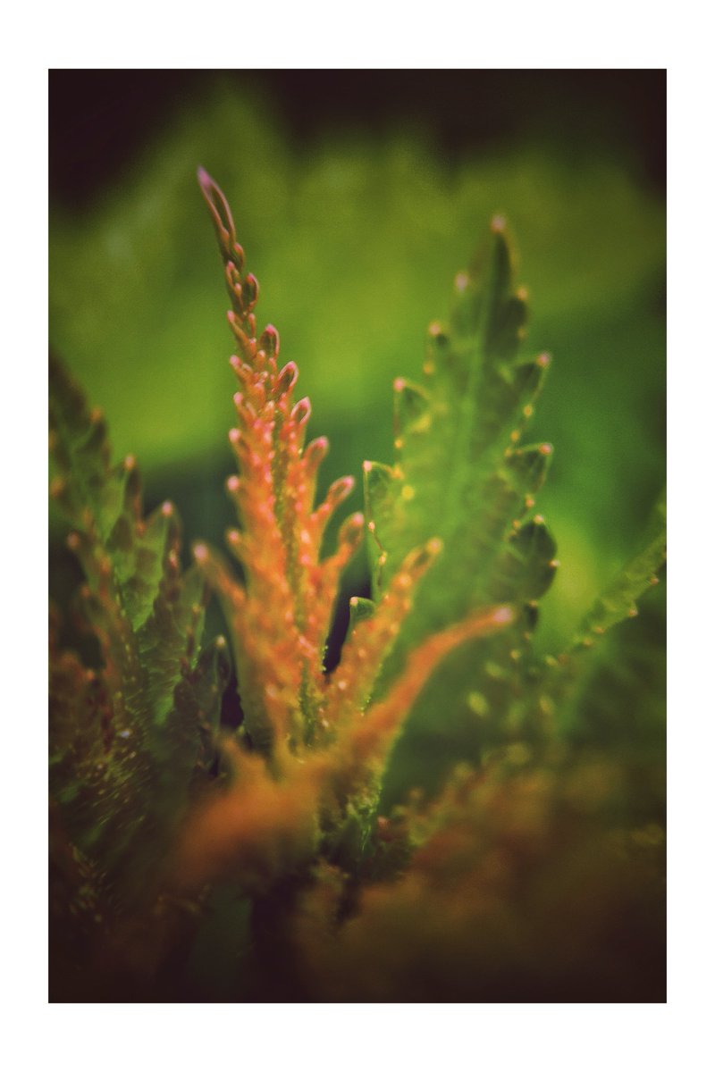 Young leaves

#trees
#orange
#green
#spring
#treephotography
#treelovers
#NaturePhotography 
#macrophotography