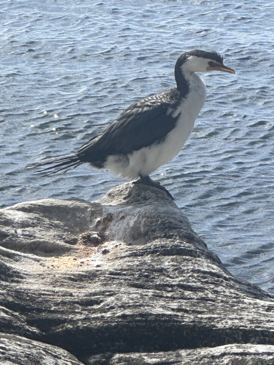 This lovely bird posed today. Does anyone know its name?