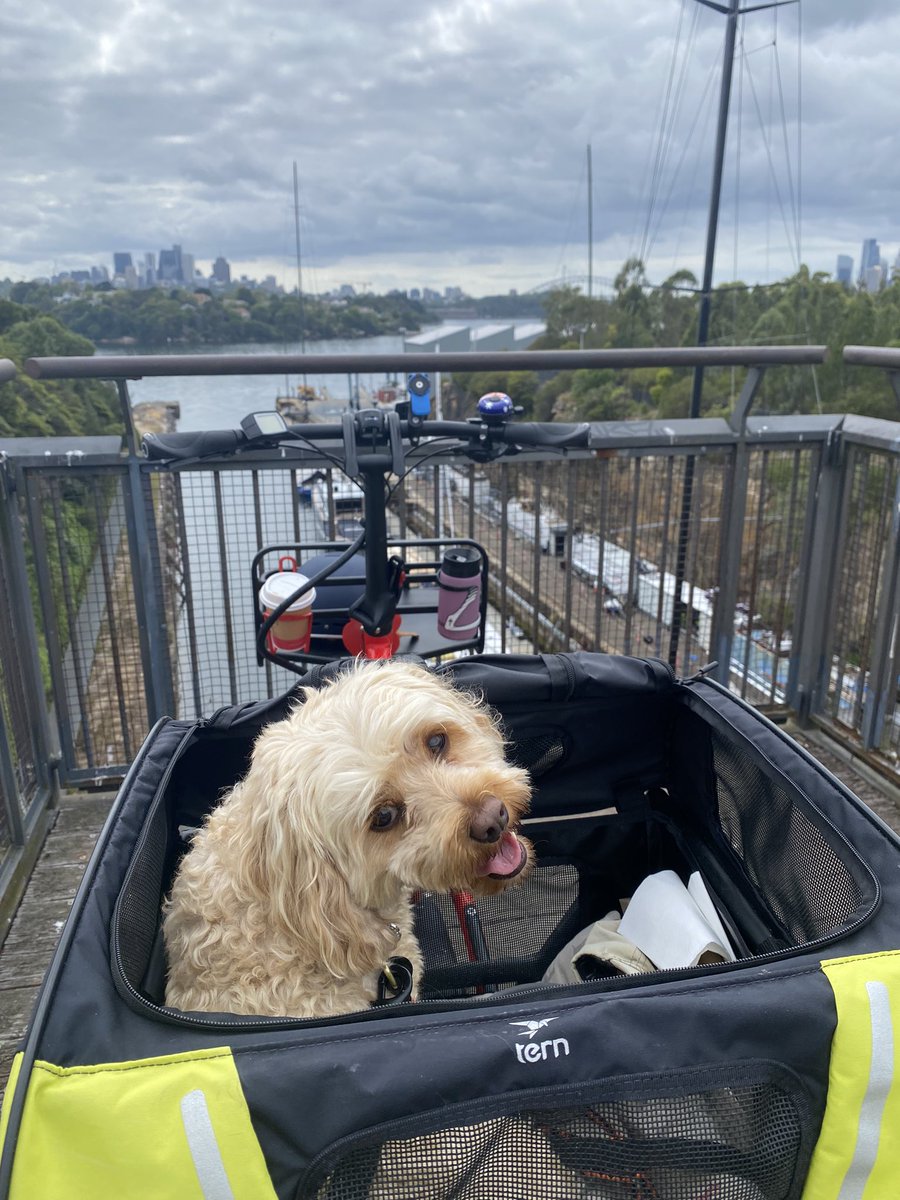 pupfiets 🚲🐕🌏 tweet media