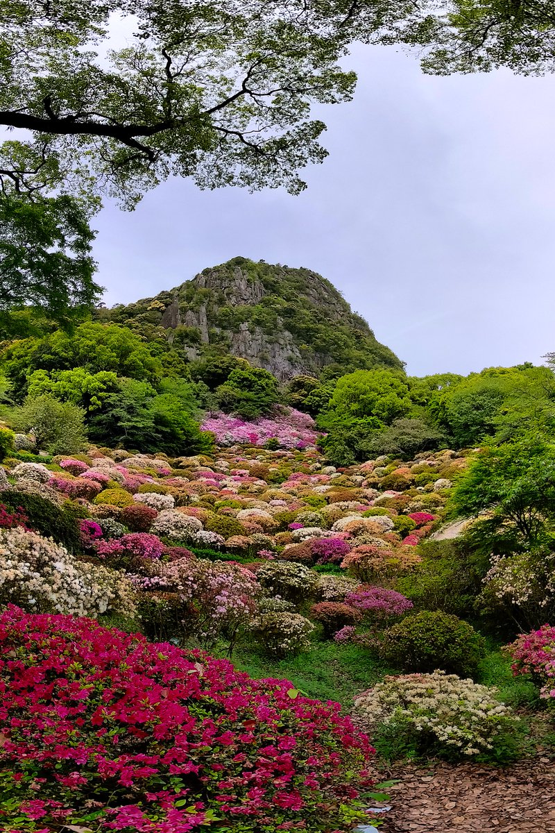 Mifuneyama Rakuen Takeo City, Saga prefecture, JAPAN #Vertorama #Panorama #PanoPhotos #Cityscape #Landscape #Flower #パノラマ