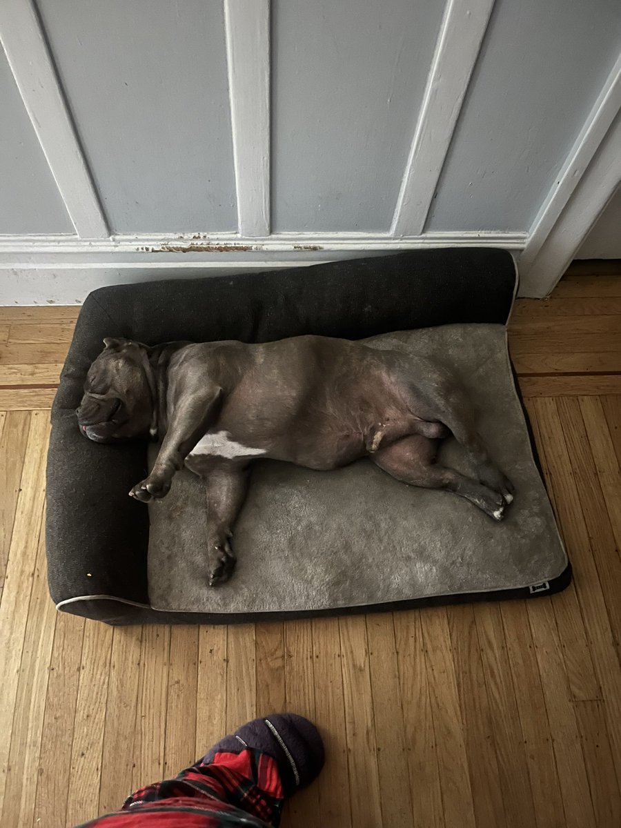 drizzlestayhigh's tweet photo. one thing about blu blu is that man gone get comfortable however and takes his sleep very seriously 😫😂😂😂 https://t.co/WvgSy7wpTg