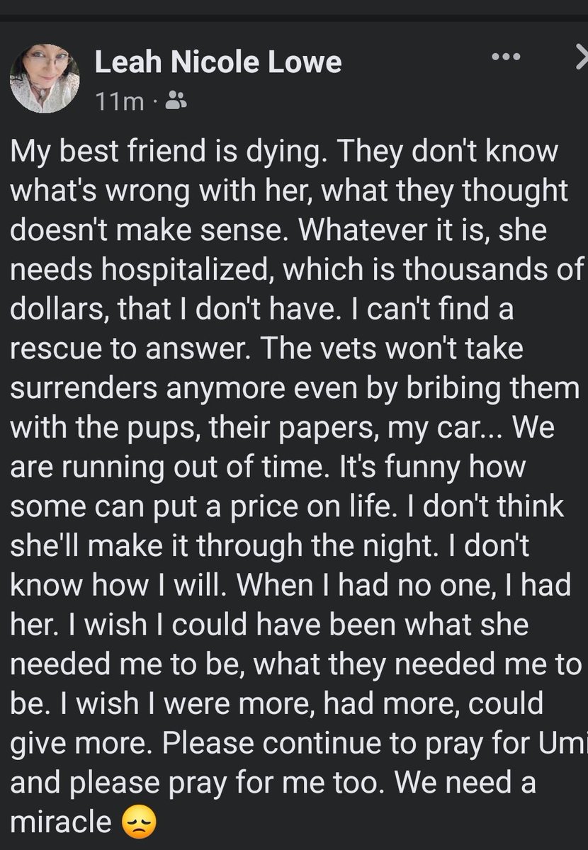 chetjordan2002's tweet photo. @dog_rates This is a friend of mine from highschool. Her baby just had puppies and is having problems https://t.co/tKOk6wj48C