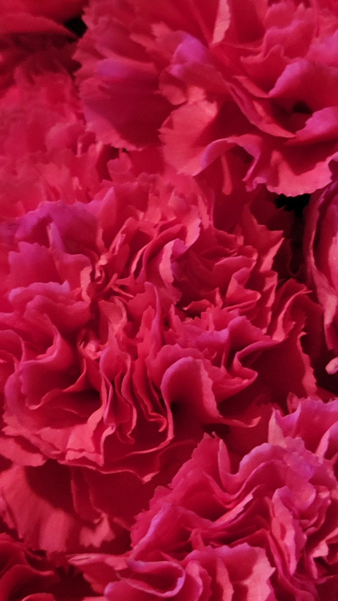 phillyphoto's tweet photo. CARNATION COLORS... #photography #680studios https://t.co/EtQ4rp2Czu
