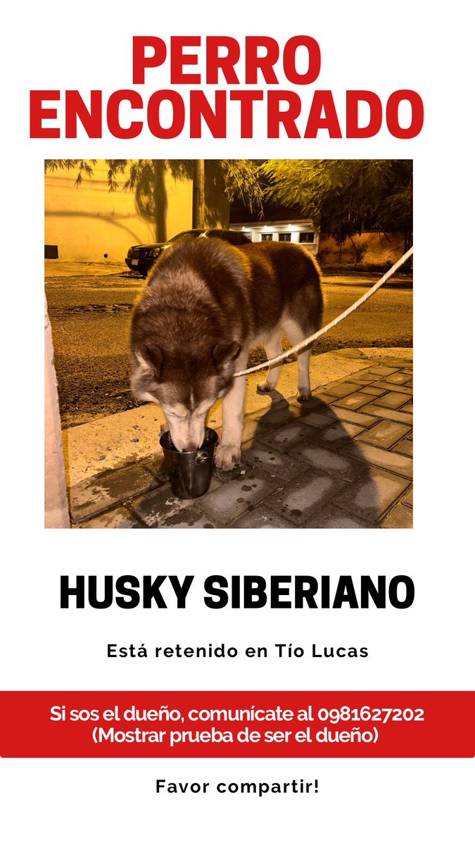 alethiaduisberg's tweet photo. Hola! 
Encontramos este hermoso Husky Siberiano! Está retenido en @TioLucasPy! 

Por favor si pueden compartir y subir la imagen a sus estados del WhatsApp/IG. 🙏🏻

Muchas gracias! ❤️🥰 https://t.co/LpWngiGlIH