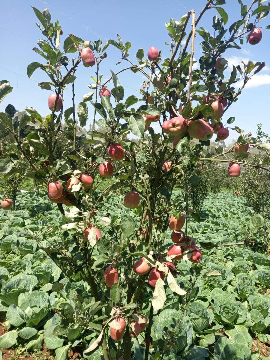 Wambugu apples 🍎 do well in all Climates and mature only within 9 months 40-50 fruits a tree are harvested during the 1st year and this increases with time . 2nd year- 500+ fruits a tree 3rd year -700+ fruits a tree 5 years - 2000+ fruits a tree A kilo holds 9-10