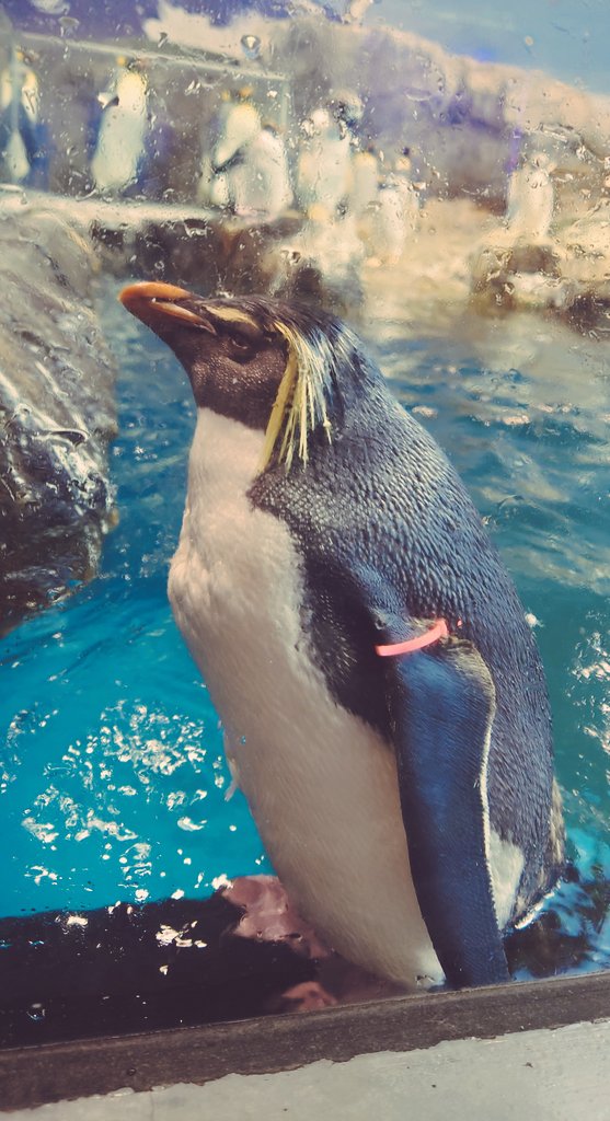 Shitoyafoot's tweet image. 今日も頼みます！！ 
#マテウスジェズス #matheusjesus