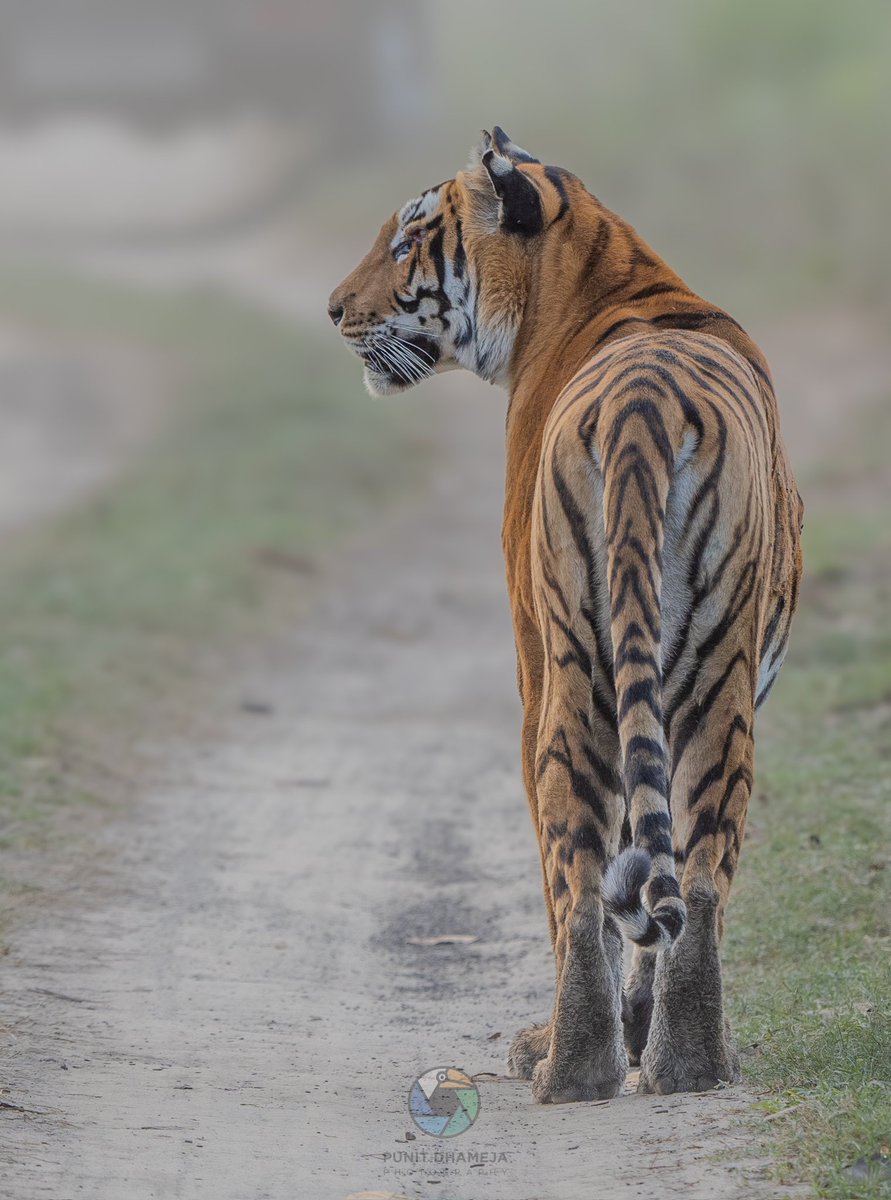 The beautiful and the bold Barahi female from Pilibhit Tiger Reserve. 
#IndiAves
#Wildlife 
#natgeoindia 
#incredibleindia 
#NatureLovers 
#bbcwildlifepotd 
#wildlifephotography 
#NaturePhotograhpy