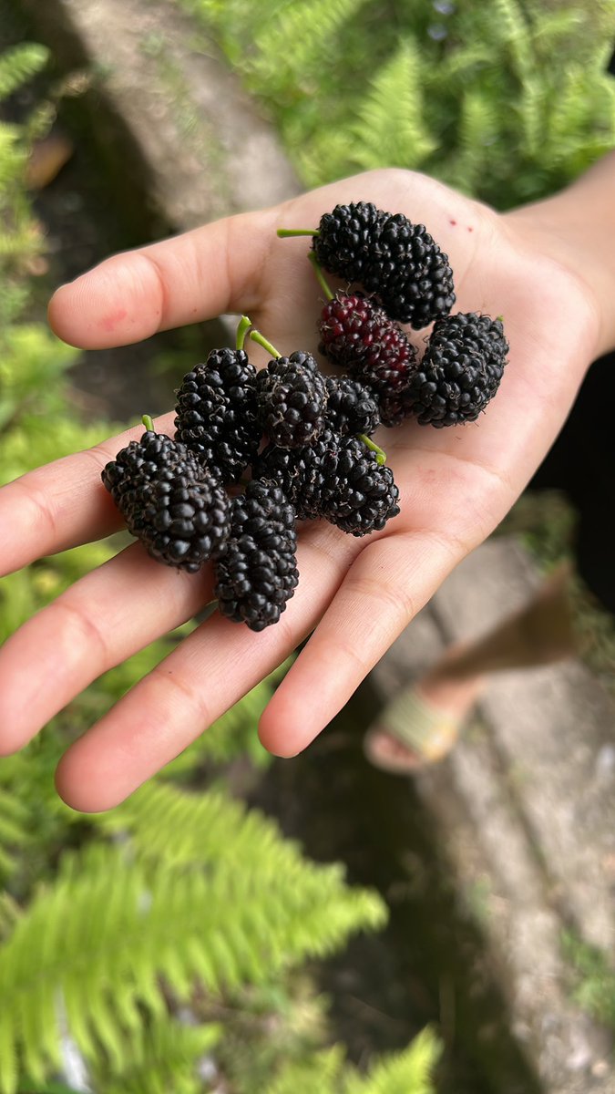 mj_chettri's tweet photo. समयको फल अनि मेरो ‘फेबरेट’ ❤️
#kimbu #blackberry . https://t.co/FAZTroEqQX