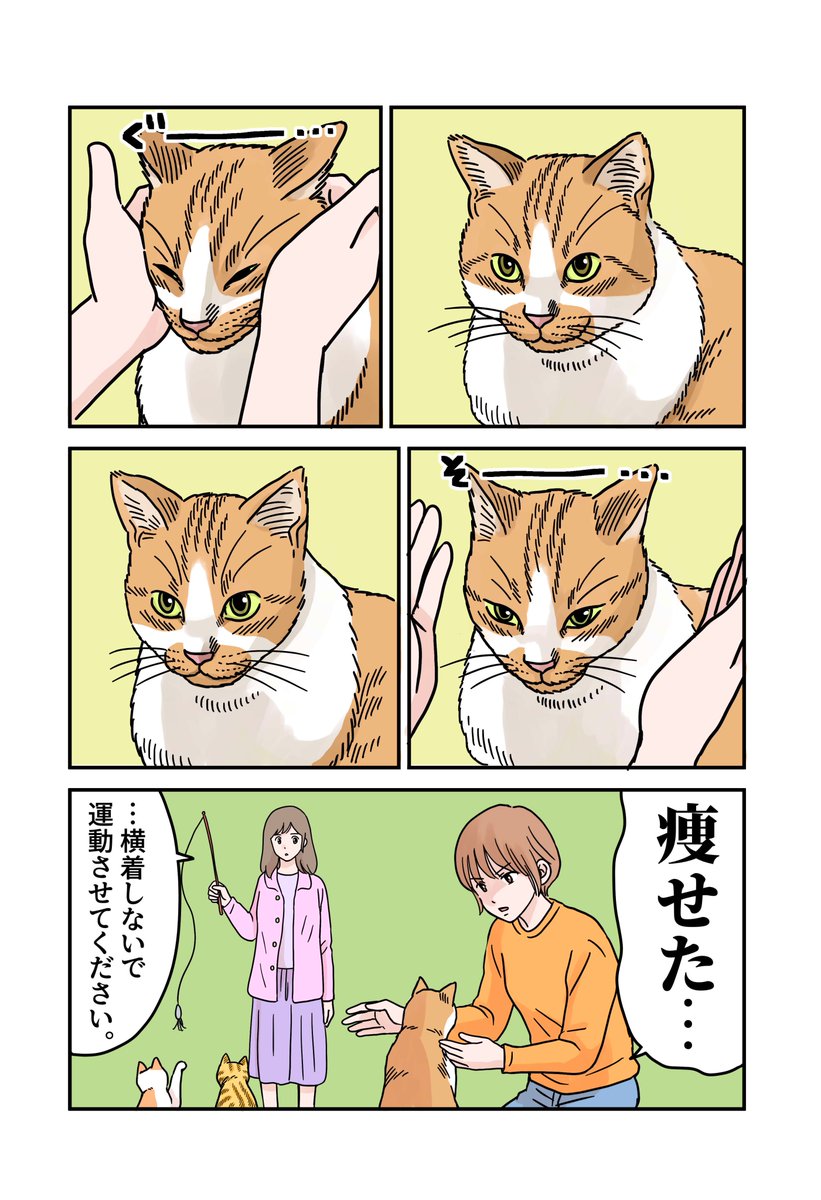 tanaka_fujimoto's tweet photo. 猫のおすすめダイエット法 https://t.co/sqmIl955oa