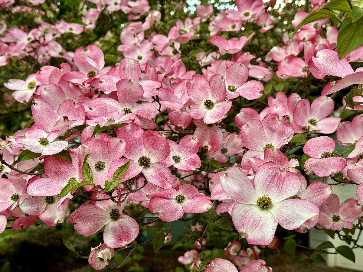 Just a few afternoon showers for the flowers. 🌸
#ORwx #WAwx 
@KOINNews