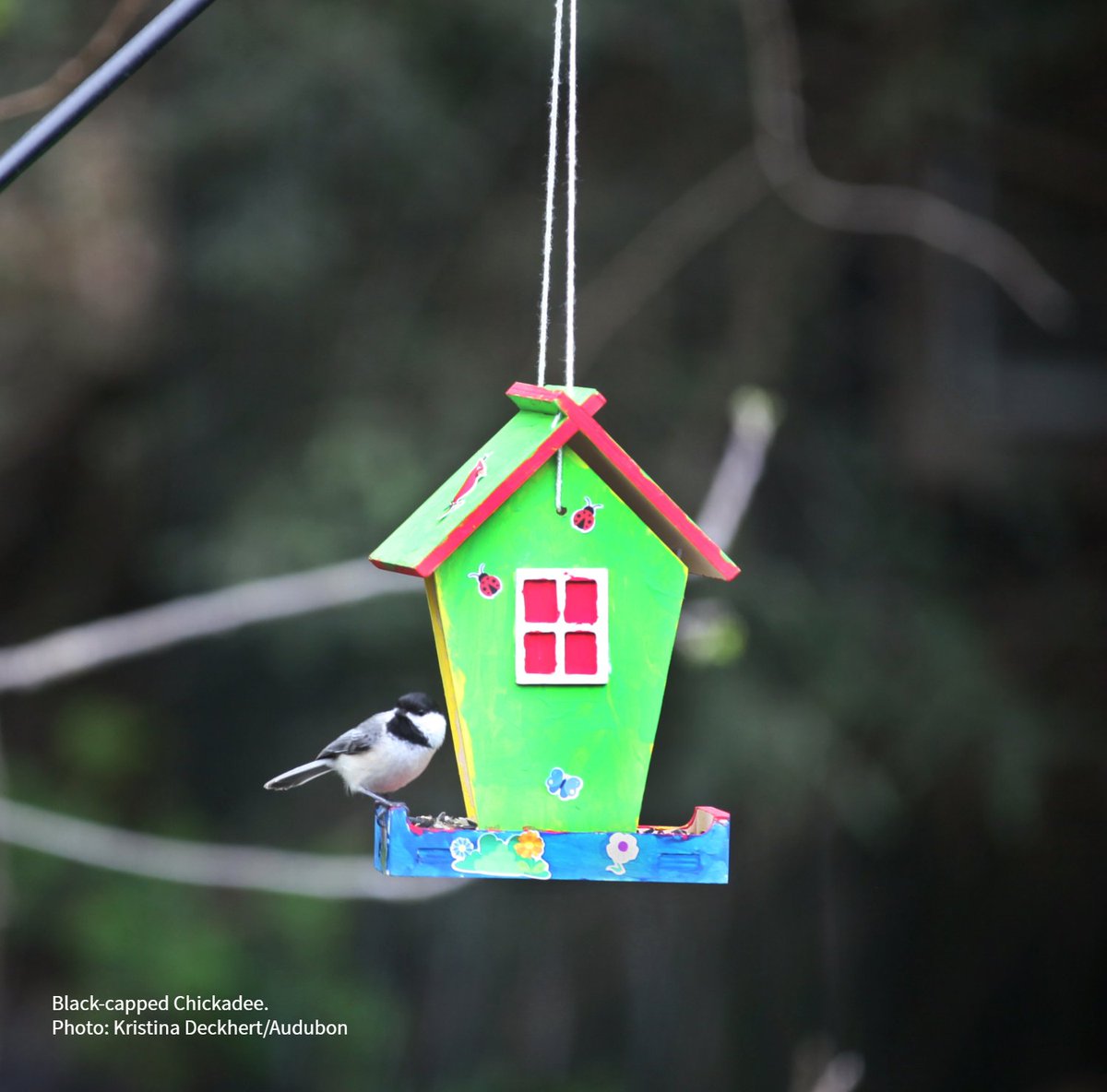 Need a springtime activity to get the next generation excited about birds? Check out our DIY paint kits! A fun, hands-on project for kids—each kit includes project materials like paint & colorful stickers to build & personalize a birdhouse or bird feeder. bit.ly/3Tz9NyW