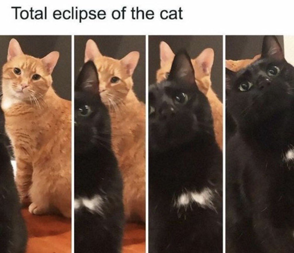 Chloexbunny's tweet photo. Now that the eclipse is gone I wanted to share with you all 🐈🐈‍⬛ https://t.co/90phdy9g9G