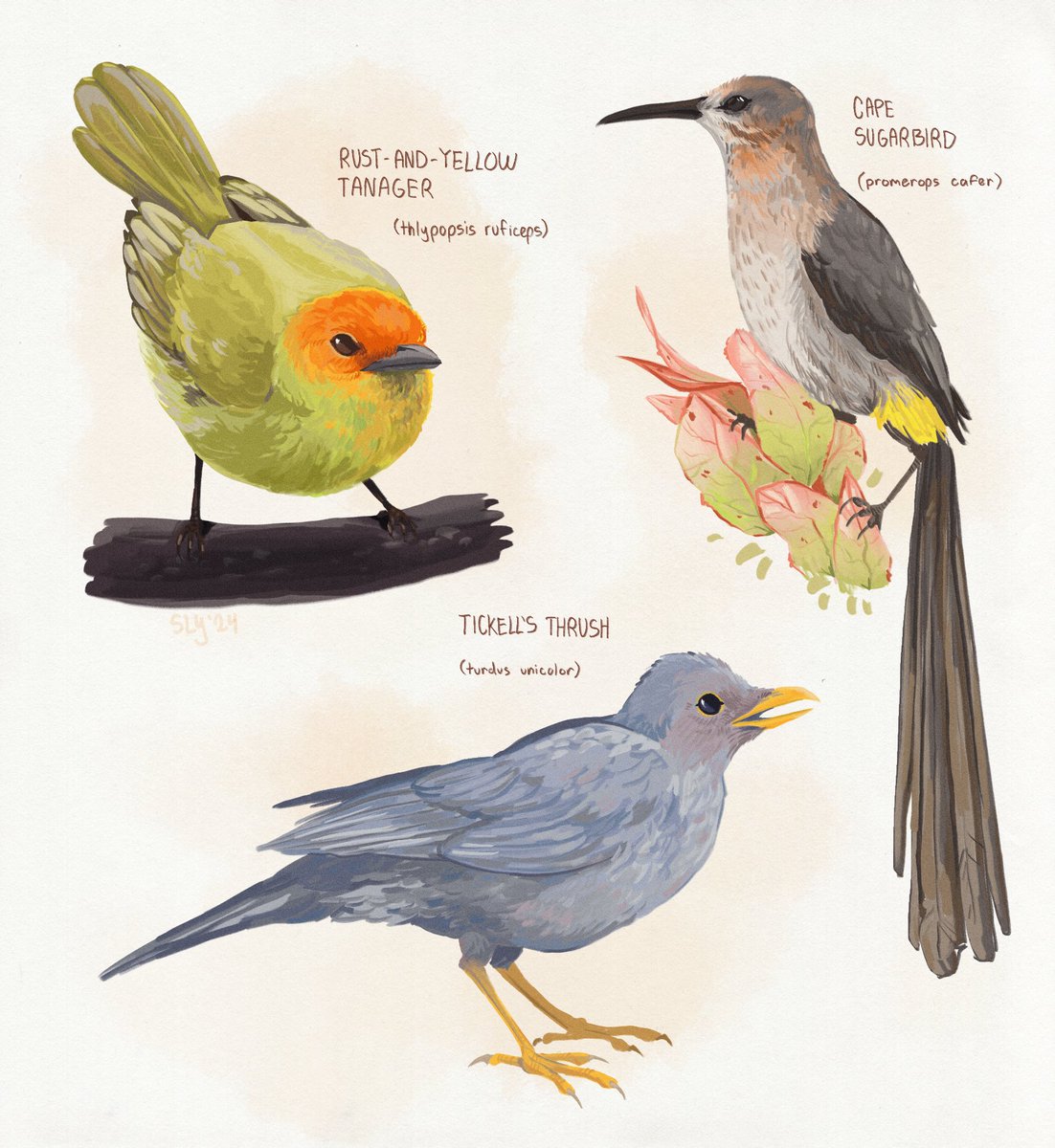 more bird studies wahoo!!!!!

#digitalart #artstudy #birdart