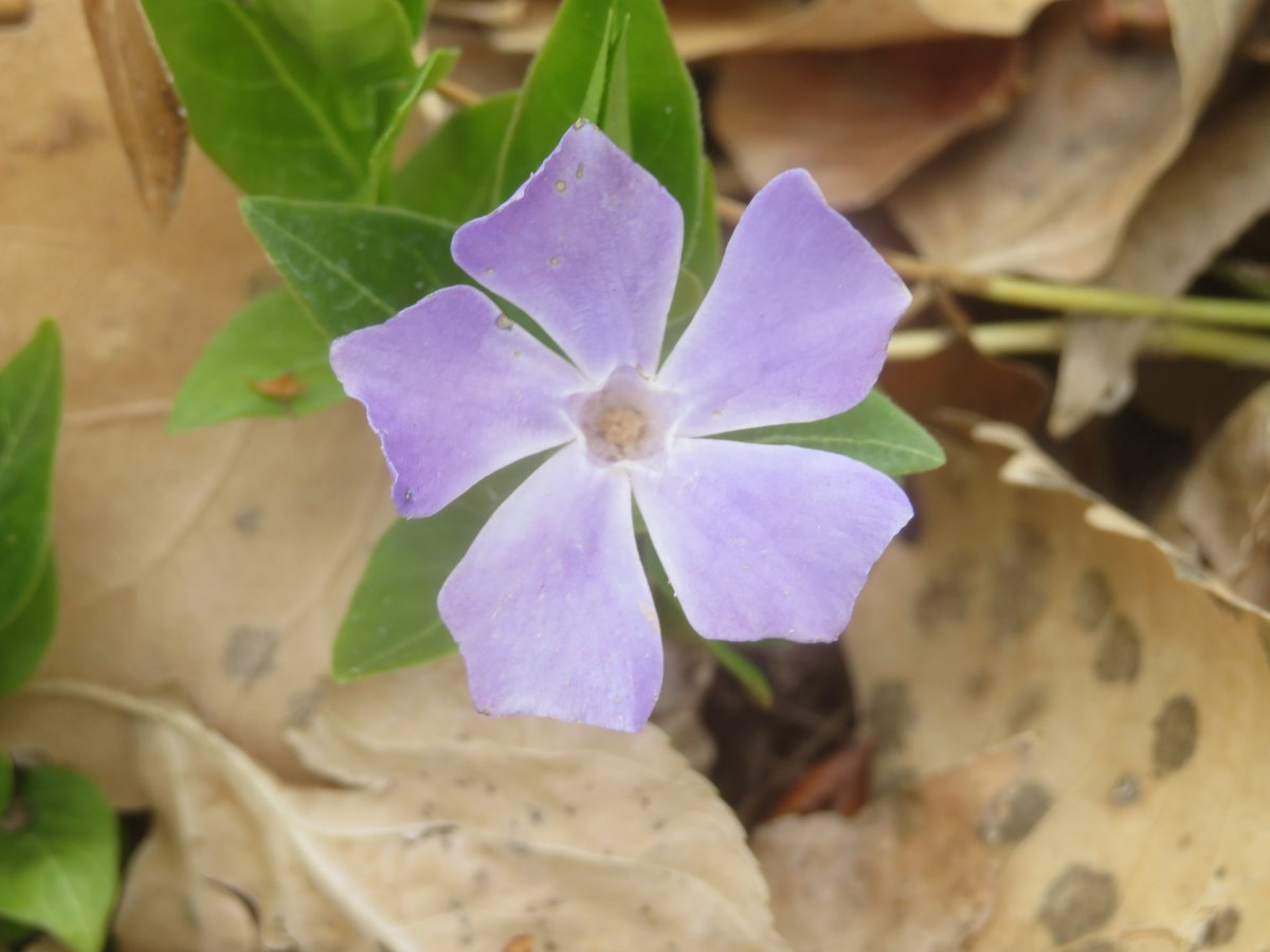 corralesphenology.blogspot.com/2024/04/sploos…